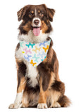 Balloon Animal Dog Birthday Bandana