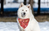 Poinsettia Dog Bandana