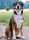 USA Paws Blue
