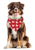 XOXO VALENTINE DOG BANDANA