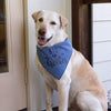 Yellow Lab wears Denim Blue Dog Bandana that Ties Around neck has Black piping with saying Big Brother on front