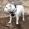 White & Black Buffalo Plaid Dog Bandana is Reversible and Made in USA, shown on Jack Russell    