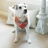 #Adorable Luxe Flannel Dog Bandana