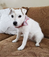Jack Russell Terrier wearing dog bow tie
