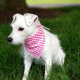 Pink Gingham Dog Bandana in Size Medium on Jack Russell Terrier