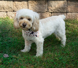 15 lb Maltese is wearing the extra small baseball themed dog bandana