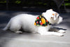 Jack Russell wearing Taco dog bandana by Paisley Paw Designs