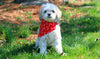 White Bones on Red Paws Dog Bandana - Over the Collar Style in 5 Sizes | Free Ship - Hunter K9 Gear