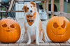 So Wickedly Cute Halloween Dog Bandana